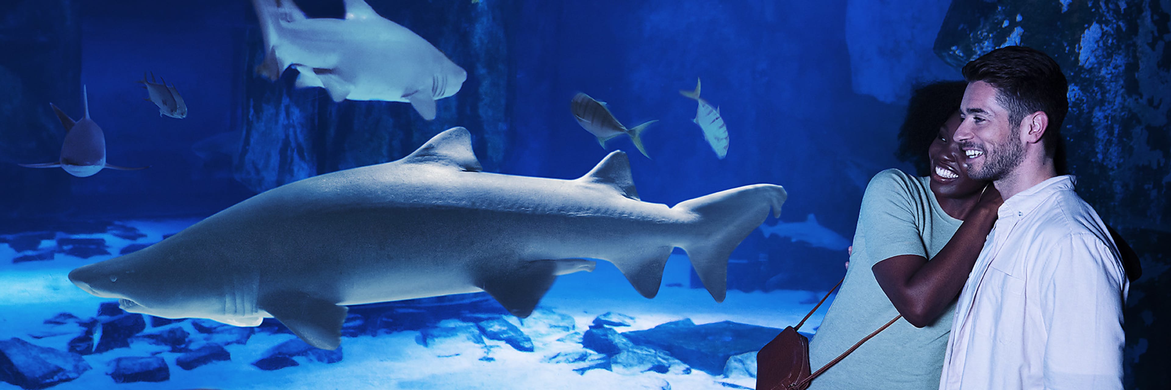 SEA LIFE San Antonio Aquarium Tickets Free With Go San Antonio